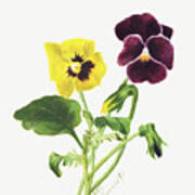 Pansies, By Mary Vaux Walcott. Art Print