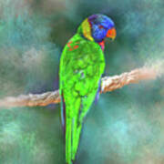 Parrot Bird 80 Art Print