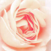 Pastel Rose Art Print