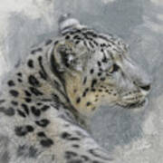Patient Snow Leopard Art Print