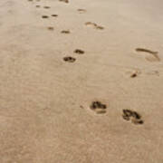 Pawprints In The Sand Art Print