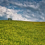 Peace - Horse On The Hill Of Buttercup Meadow Art Print