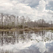 Peaceful Soft Reflections On The Everglades Art Print