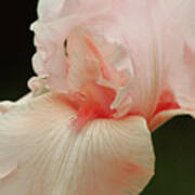 Peach Pink Iris Flower For Spring Art Print