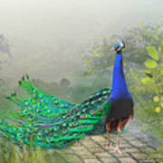 Peacock On A Misty Morning Art Print