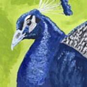 Peacock Portrait Art Print