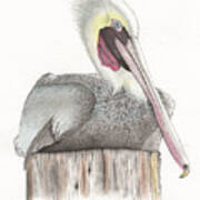 Pelican Art Print