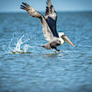 Pelican Coming For Landing Art Print