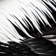 Pelican Feathers Art Print