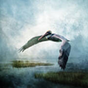 Pelican In The Marsh Art Print