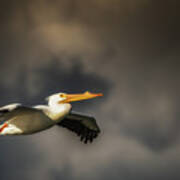 Pelican Sunset Flight Art Print