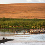 Pelicans And Geese On A Nd Prairie Pond Art Print