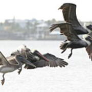 Pelicans Fly In Pairs Art Print