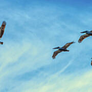 Pelicans In Flight Art Print