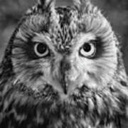 Penetrating Owl Gaze Art Print
