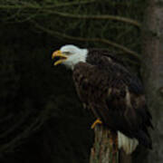 Perched Bald Eagle Art Print