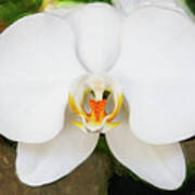 Perfect Phalaenopsis Orchid 123 Art Print