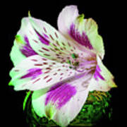 Regn Gøre mit bedste sæt Peruvian lily bianco Photograph by Jonathan Job