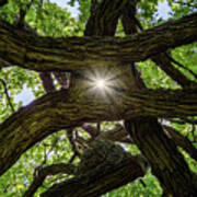 Photon Entanglement - Sunlight Beaming Through Peephole Of Tangled Oak Limbs Art Print