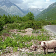 Pigs By The Road To Theth - Albania Art Print