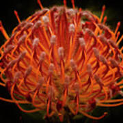 Pincushion Protea - Leucospermum Cordifolium Art Print