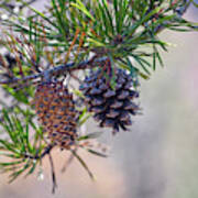 Pine Cones Art Print