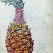 Pineapple, Jan Brandes, 1785 Art Print