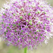 Pink Allium Flower With A Soft Background Art Print