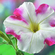 Pink And White Putunia. Art Print