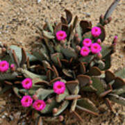 Pink Beavertail Cactus Flowers Art Print