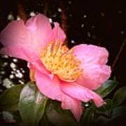 Pink  Camellia  Aglow Art Print