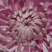 Pink Chrysanthemum 3 Art Print