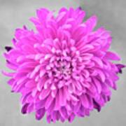 Pink Chrysanthemum Flower Joy-pink Art Print