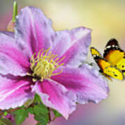 Pink Clematis And Butterfly Art Print