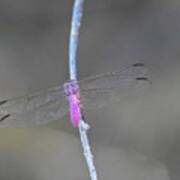 Pink Dragonfly Art Print
