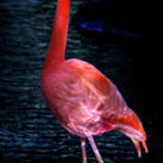 Pink Flamingo 5 Art Print