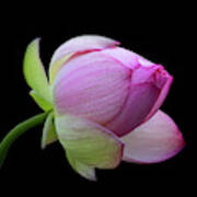 Pink Lotus Bud Art Print