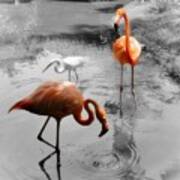 Pink Orange Flamingo Photo 211 Art Print