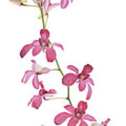 Pink Orchids I Art Print