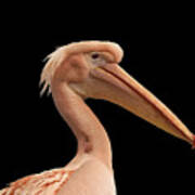 Pink Pelican Photo 172 Art Print