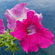 Pink Petunias Above The Lake Art Print