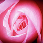 Pink Rose Art Print
