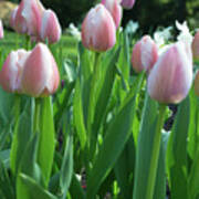 Pink Tulips In Vancouver Art Print