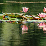 Pink Water Lily Flotilla Art Print
