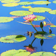 Pink Waterlily Reflection Art Print