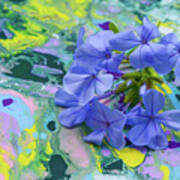 Plumbago Flowers Art Print