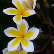 Plumeria In Bloom Art Print