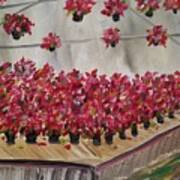 Poinsettia Greenhouse Art Print