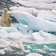 Polar Bear Standing Upright On Blue Iceberg In Arctic Near Svalbard Art Print