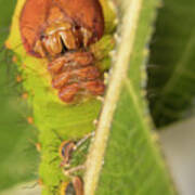 Polyphemus Moth Caterpillar Art Print